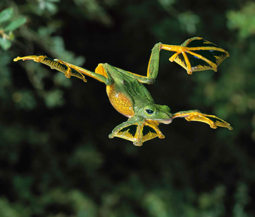 #5 Flying Frog