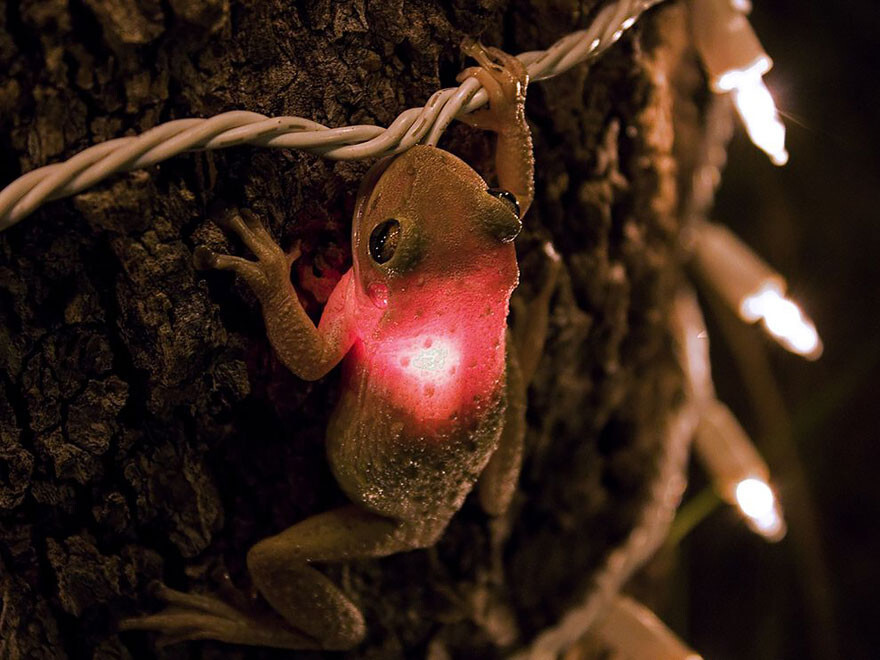 #2 Cuban Tree Frog Eating A Lightbulb
