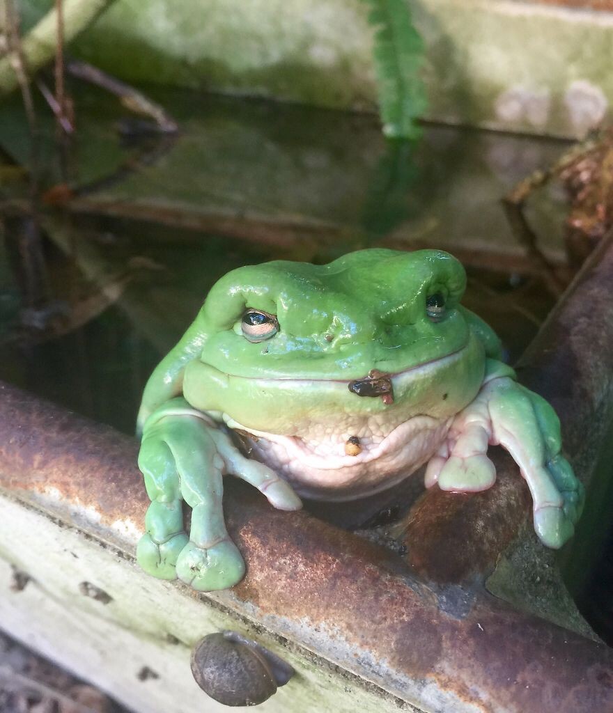 #23 Grandad Green Tree Frog!
