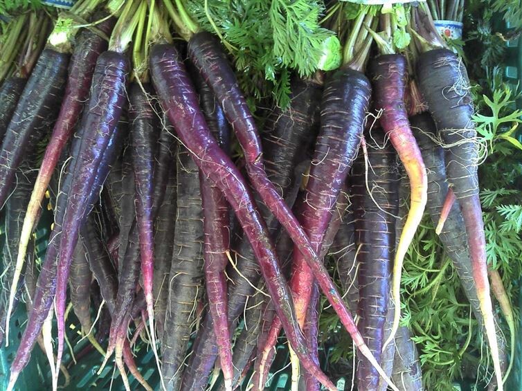 10. Carrots were originally purple