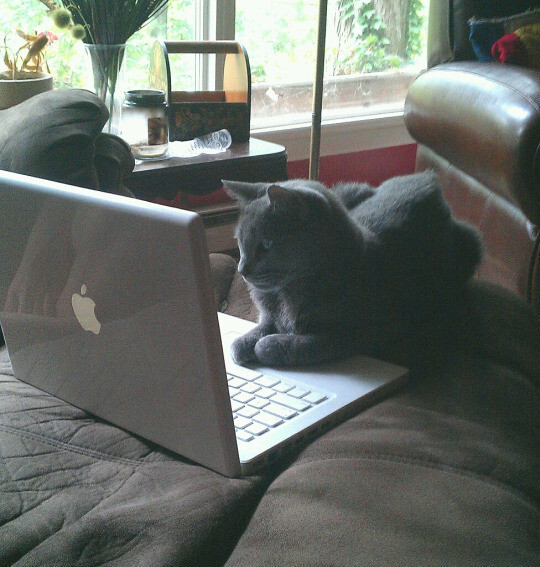 14. They're always on your laptops.