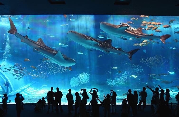 An aquarium in Okinawa, Japan.