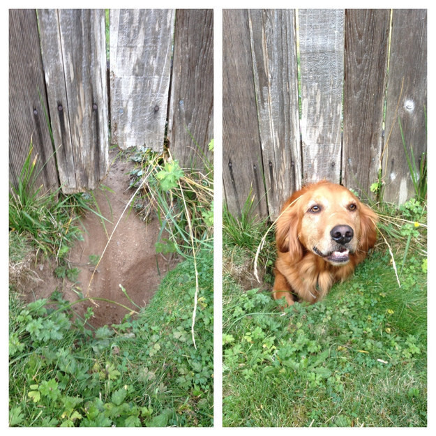 “I’ve been digging this hole for the past two weeks JUST to say hi to you.”