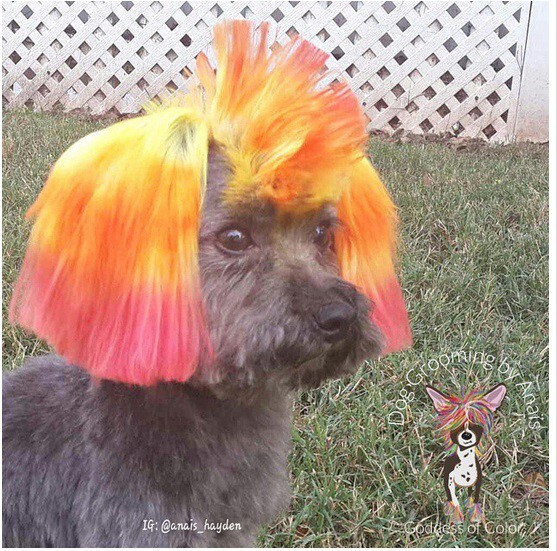 And this dog who is your new hairspiration.