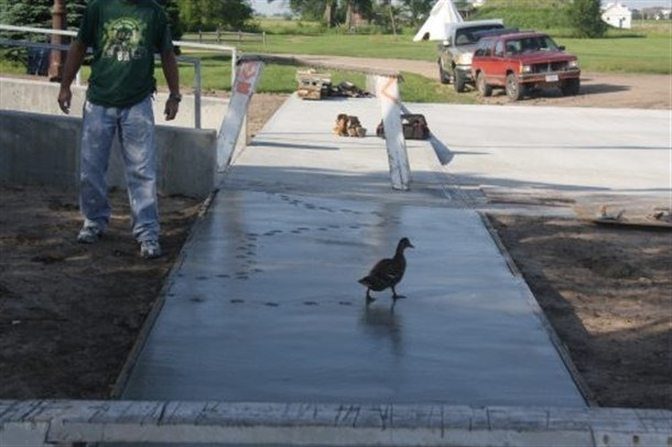 This duck showed the concrete who is boss 