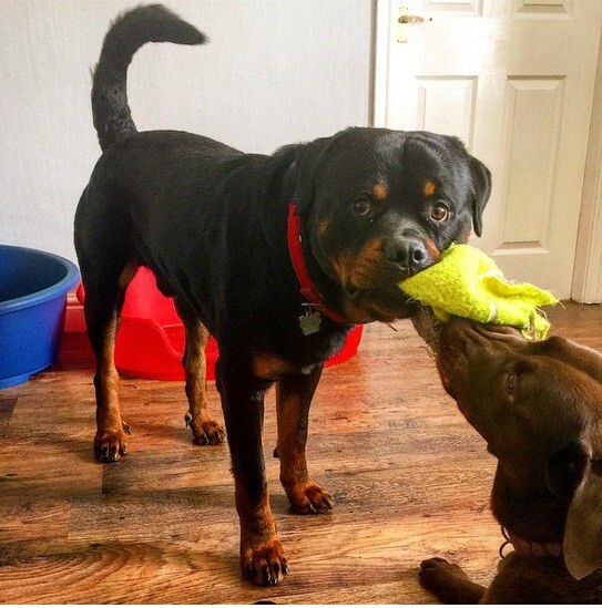 21 Adorable Rottweilers Who Just Want To Play