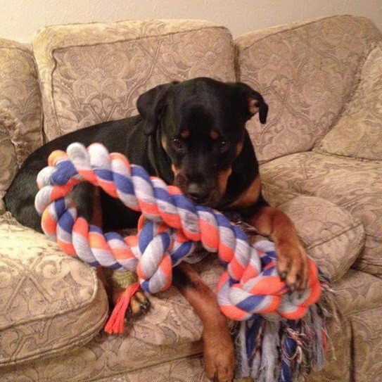 21 Adorable Rottweilers Who Just Want To Play