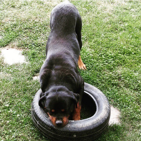 21 Adorable Rottweilers Who Just Want To Play