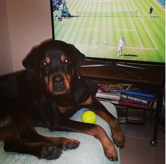 21 Adorable Rottweilers Who Just Want To Play