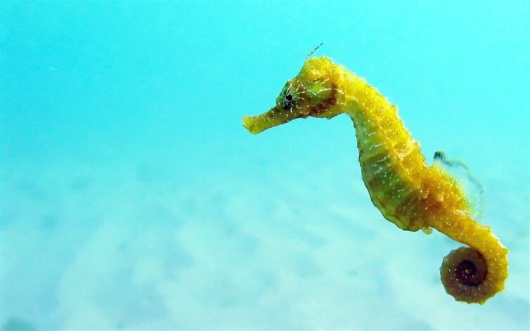 19. Seahorses don't have stomachs. They only have intestines for the absorption of nutrients from food.