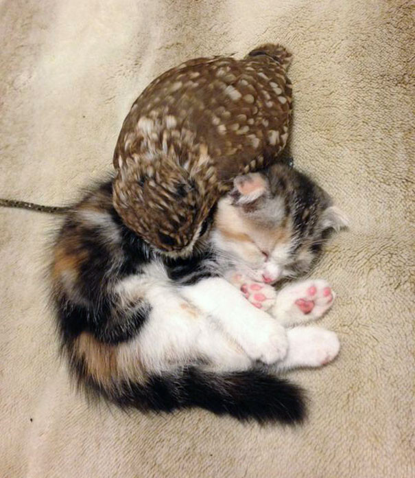 Kitten And Owlet Become Best Friends And Nap Buddies