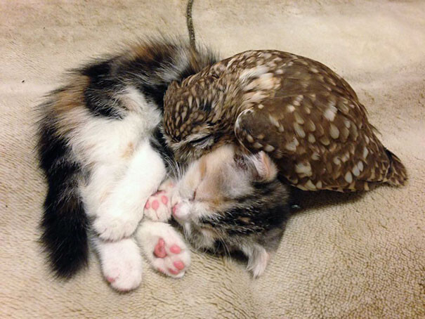 Kitten And Owlet Become Best Friends And Nap Buddies