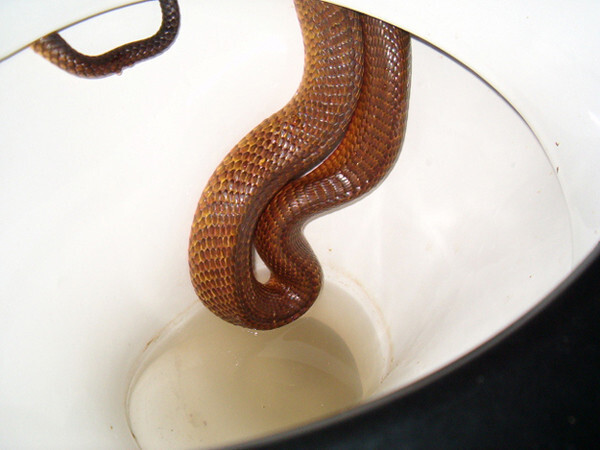 4) Snakes can climb up your toilets. No joke