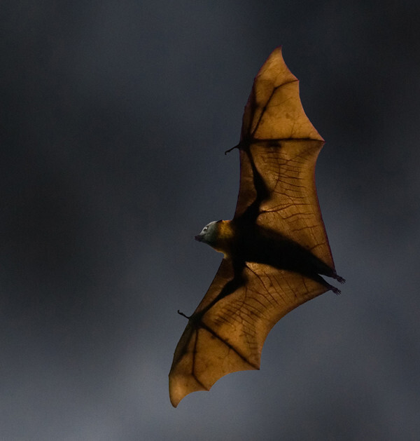 8) Flying fox bats can spread diseases.
