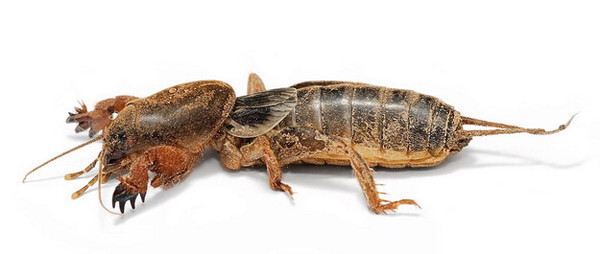 24) These are mole crickets. They are terrifying
