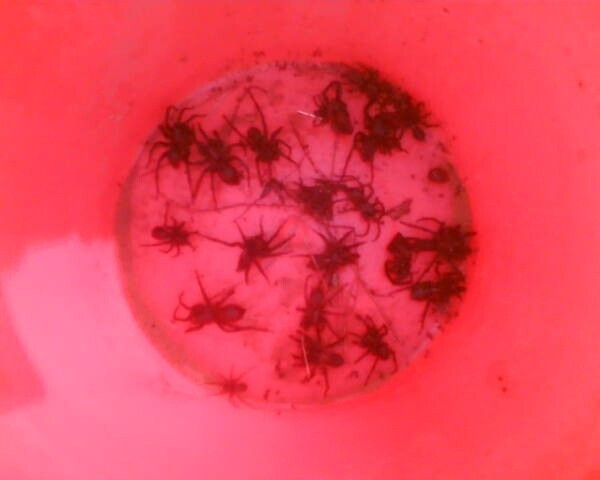 19) This is a bucket of funnel web spiders found at a campsite. Each of them can deliver a fatal bite.