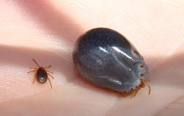 17) And humans are food for the ticks.