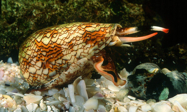 31) Marble cone snail stings can lead to respiratory paralysis and death.