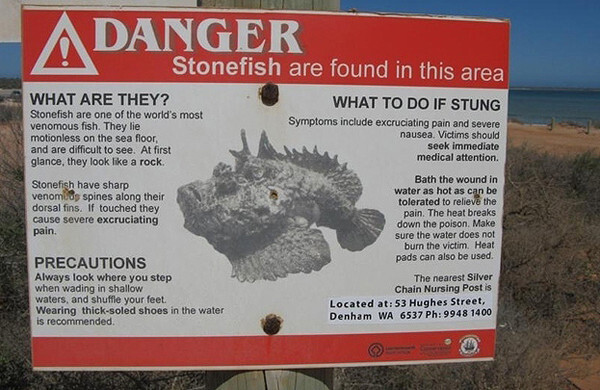 32) Oh, and have you ever heard of stonefish? They are the world’s most venomous fish.