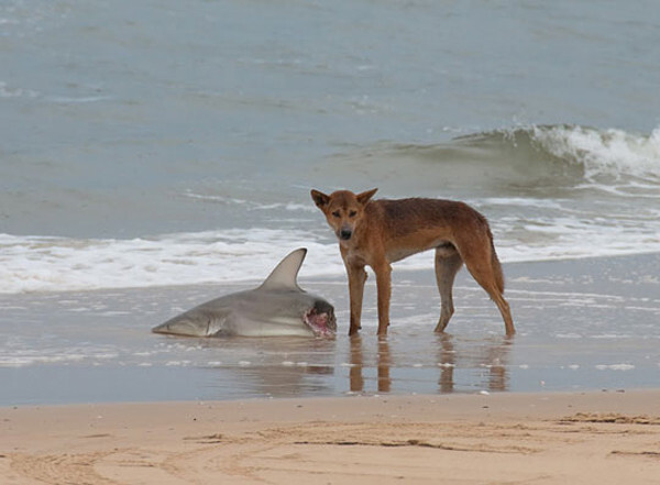 9) Dingos are dangerous. Even to sharks.