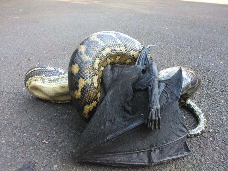 1) Pythons will eat everything. EVERYTHING.