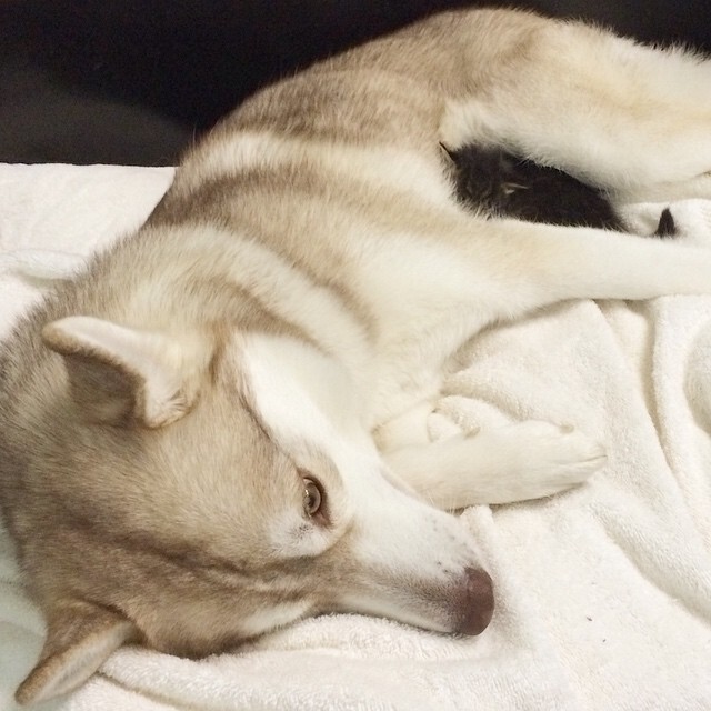 They Thought This Kitten Was Going To Die, But Then She Met A Husky