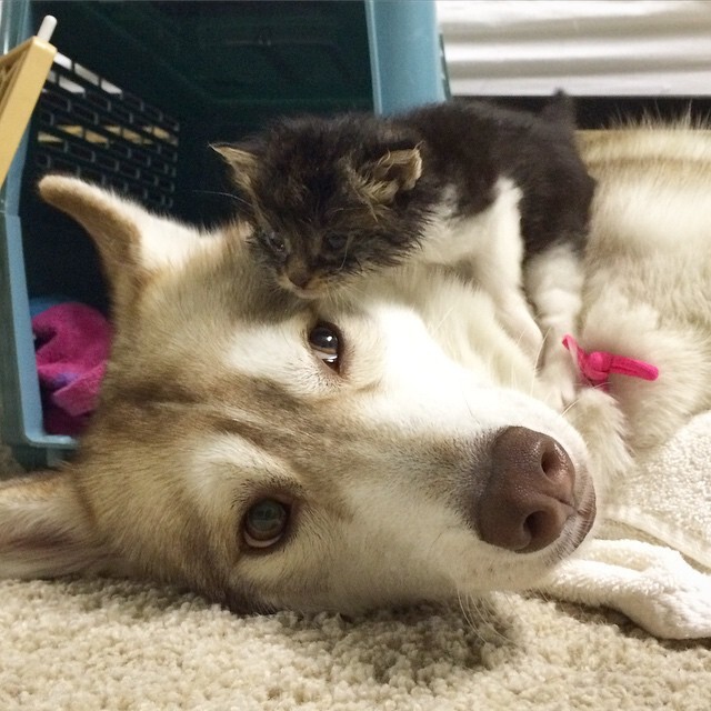 They Thought This Kitten Was Going To Die, But Then She Met A Husky