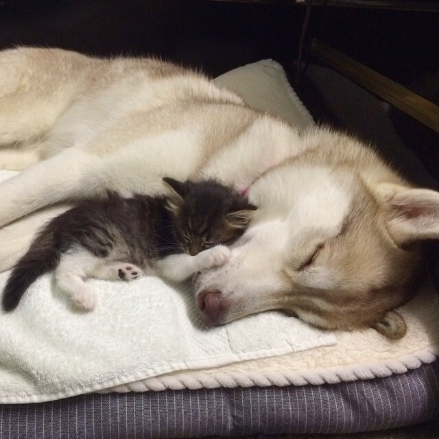 They Thought This Kitten Was Going To Die, But Then She Met A Husky