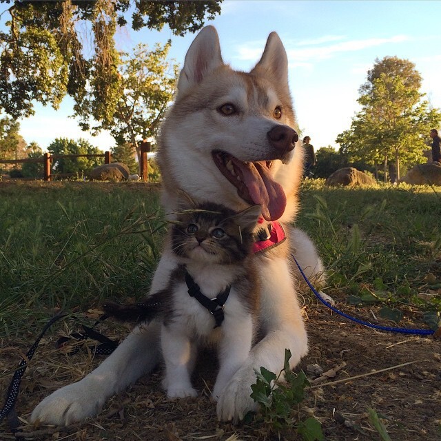 They Thought This Kitten Was Going To Die, But Then She Met A Husky