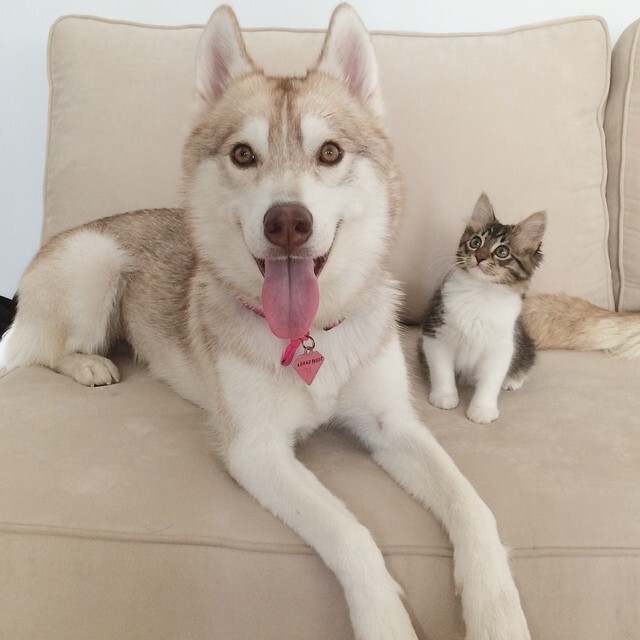 They Thought This Kitten Was Going To Die, But Then She Met A Husky