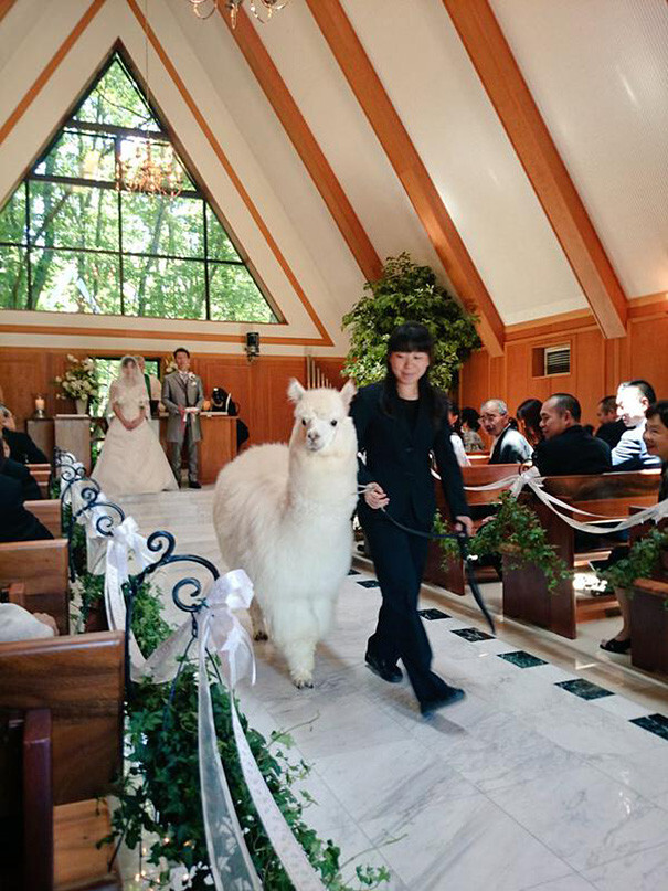 This Wedding Hall Will Loan You An Alpaca To Act As The Witness