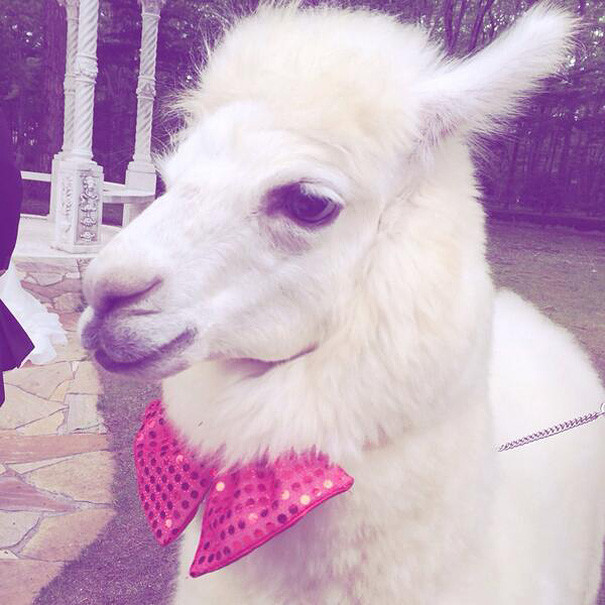 This Wedding Hall Will Loan You An Alpaca To Act As The Witness