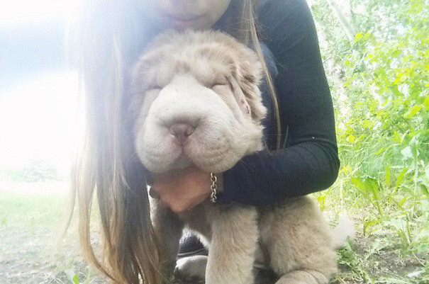 This Bundle Of Fur Is Like A Bear Mixed With A Puppy