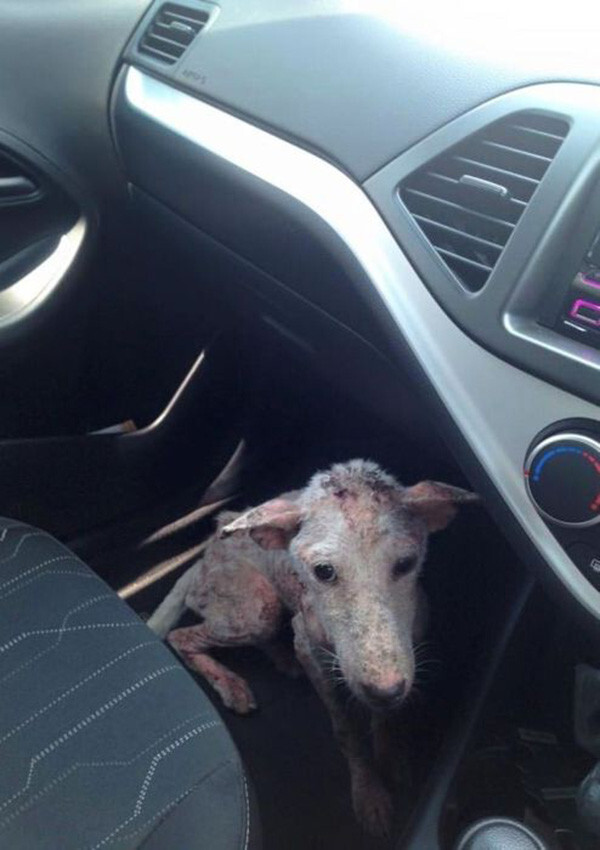 This Desperate Dog Jumped Into A Stranger’s Car