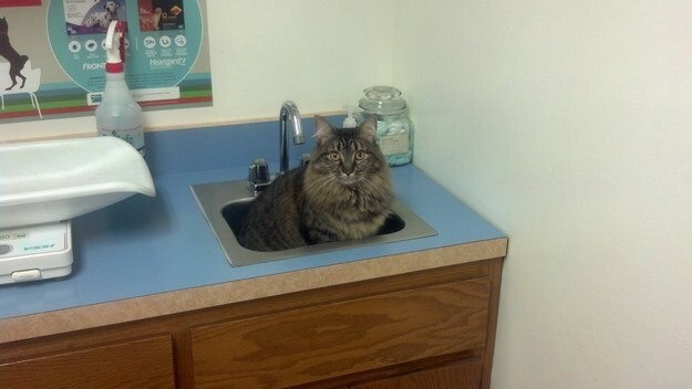 11. “What? I’m a sink.”