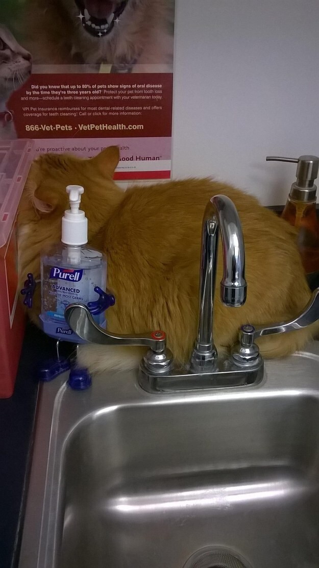 4. “Last time I hid in the sink I was found out. This new plan is FOOLPROOF.”