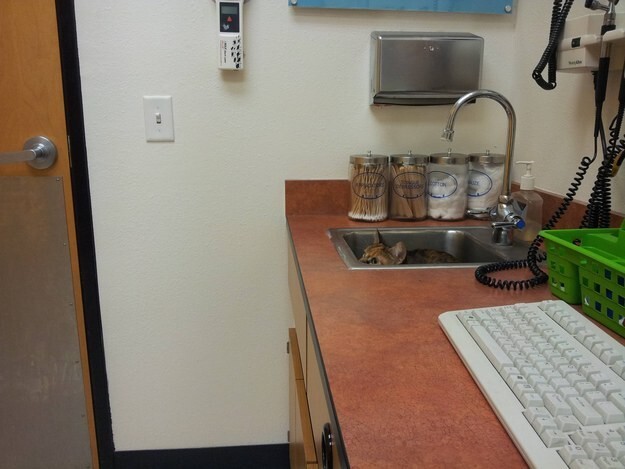 6. “Ha, that vet will feel so silly when he realizes there is no cat here.”