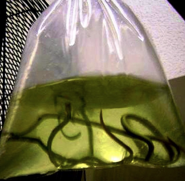 7. A bag of eels