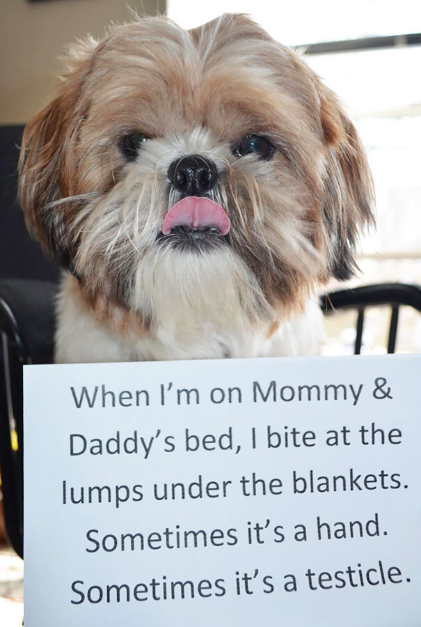 23 Pictures That Prove Dogs Are Closet Assholes