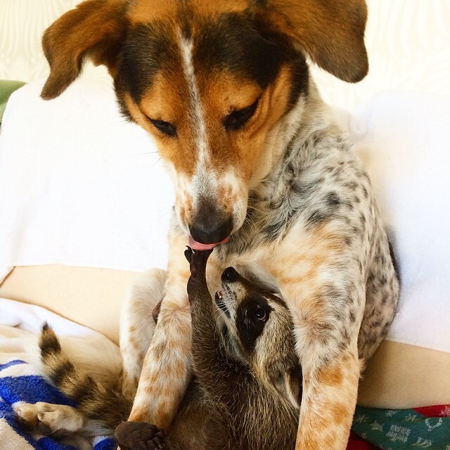 Orphaned Raccoon Rescued By Family With Dogs Thinks She’s A Dog