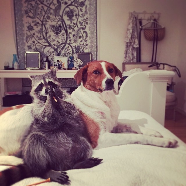 Orphaned Raccoon Rescued By Family With Dogs Thinks She’s A Dog