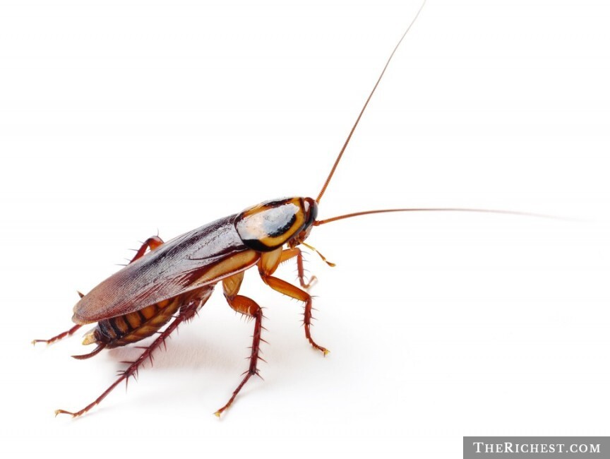 2. Cockroach In The Ear