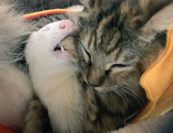 Rescue Kitten Adopted By 5 Ferrets Thinks It’s A Ferret Too