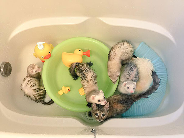 Rescue Kitten Adopted By 5 Ferrets Thinks It’s A Ferret Too
