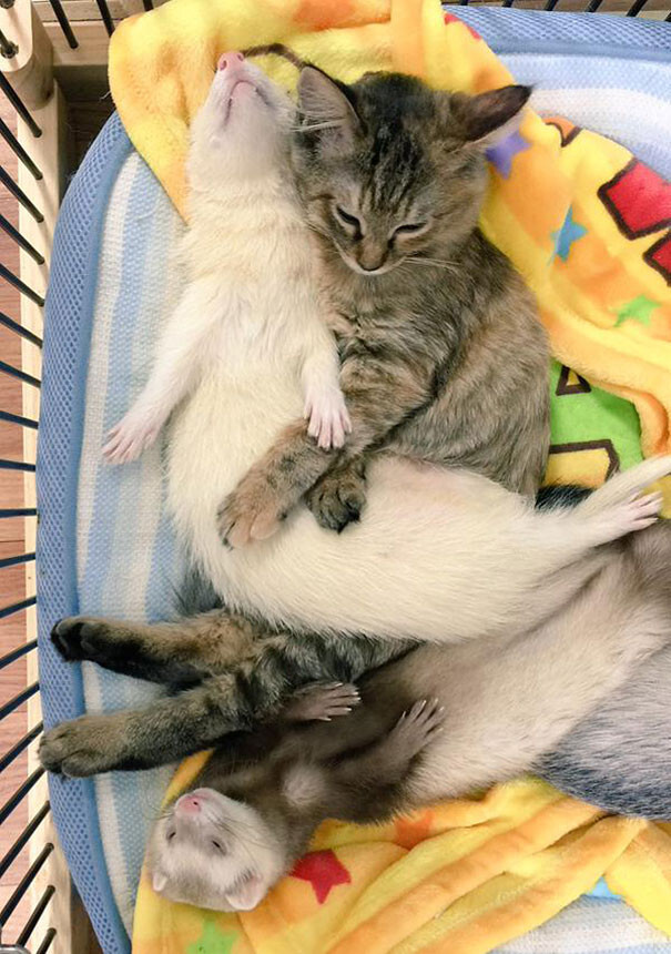 The kitten and ferrets get along famously