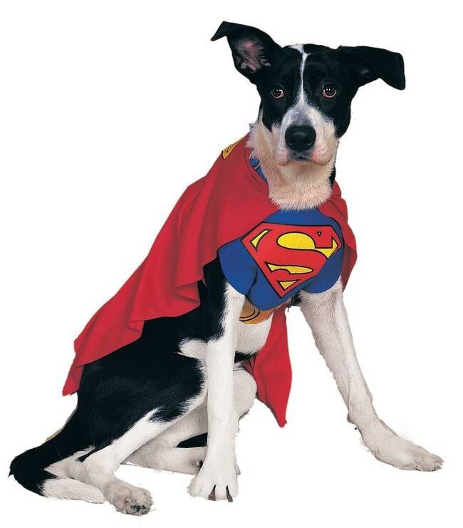 3. Superdog
