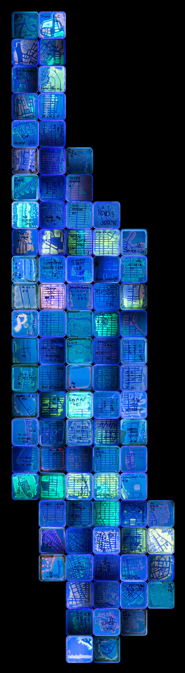 Second place: NYC Biome Map by Christine Marizzi, Escherichia coli K12