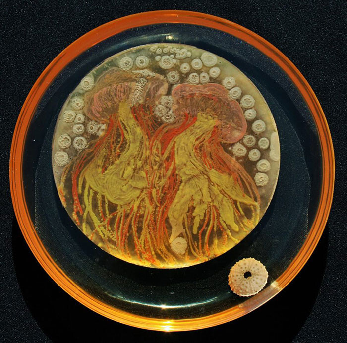 Jellyfish by Maria Penil, Nesterenkonia, Deinociccus, Sphingomonas, Bacillus