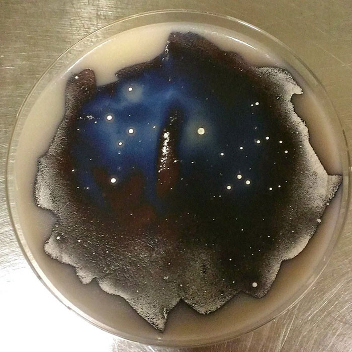 The Streptomyces Sky, Streptomyces coelicolor