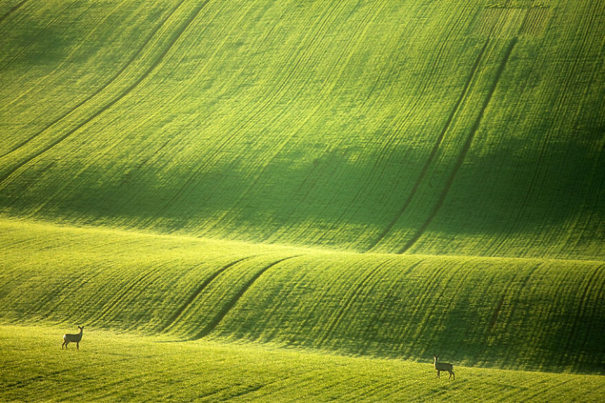 Hypnotizing Beauty Of Moravian Fields In The Chech Republic